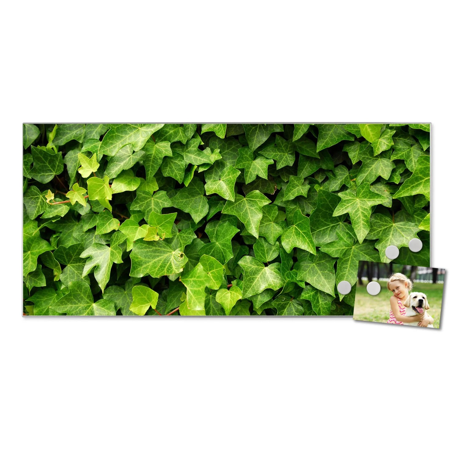 Magnettafel 78x37cm mit Efeu-Motiv, silberne Magnetwand mit Foto und Magneten als Wanddekoration.