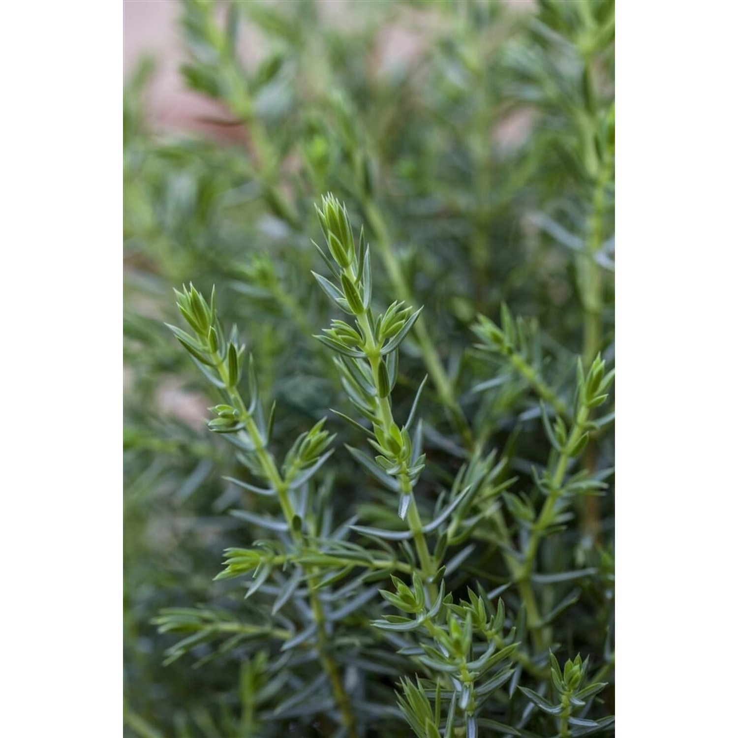 Juniperus Communis Arnold Wacholder 40–50 cm günstig online kaufen