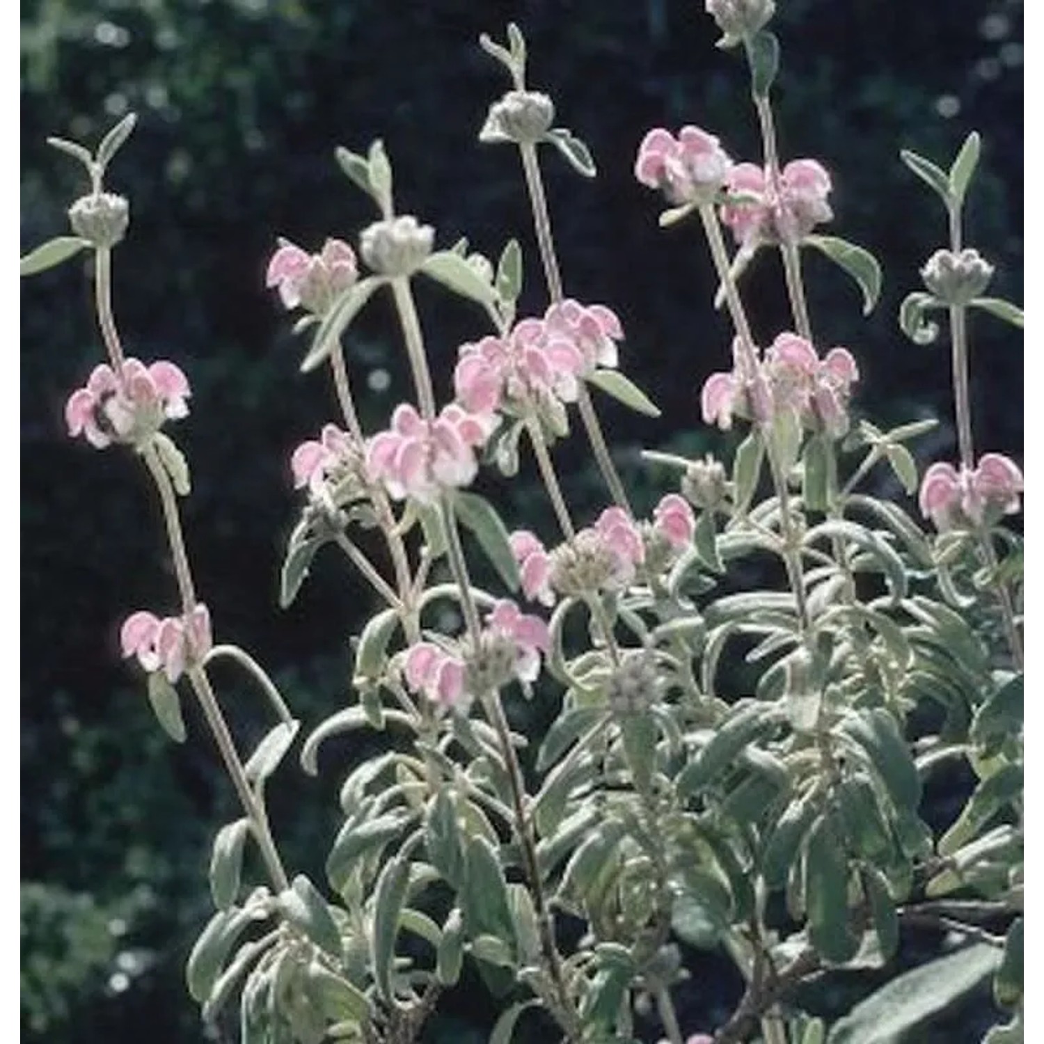 Rosa Brandkraut Bronze Flamingo - Phlomis tuberosa