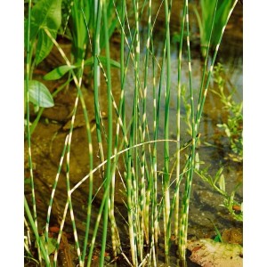 Gestreifte Zebra-Binse (Scirpus Zebrinus) im 9x9 cm Topf, eine dekorative Wasserpflanze für den Gartenteich.