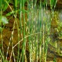 Gestreifte Zebra-Binse (Scirpus Zebrinus) im 9x9 cm Topf, eine dekorative Wasserpflanze für den Gartenteich.