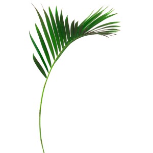 Wandtattoo: Detailaufnahme eines grünen Palmenzweigs.