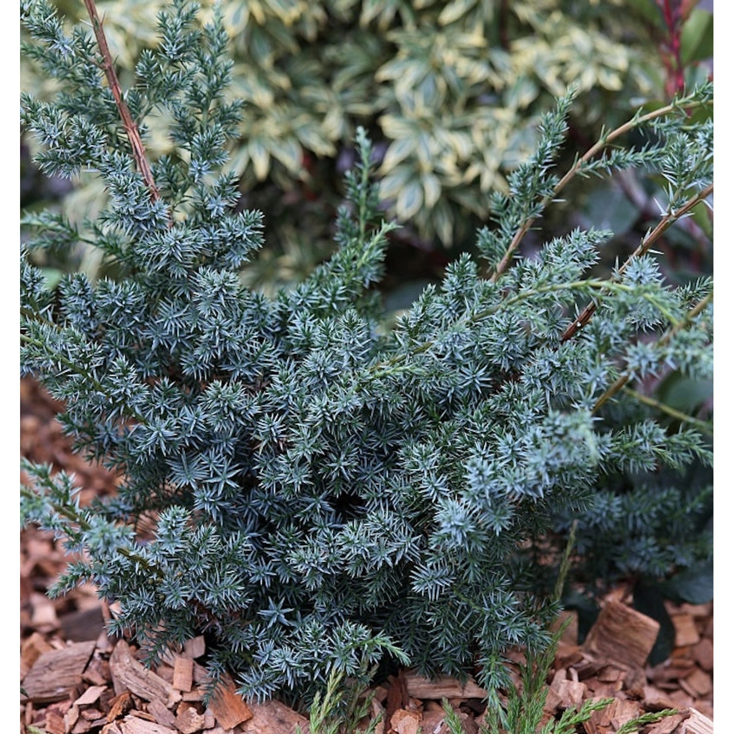 Strauchwacholder Blue Alps 80-100cm - Juniperus chinensis