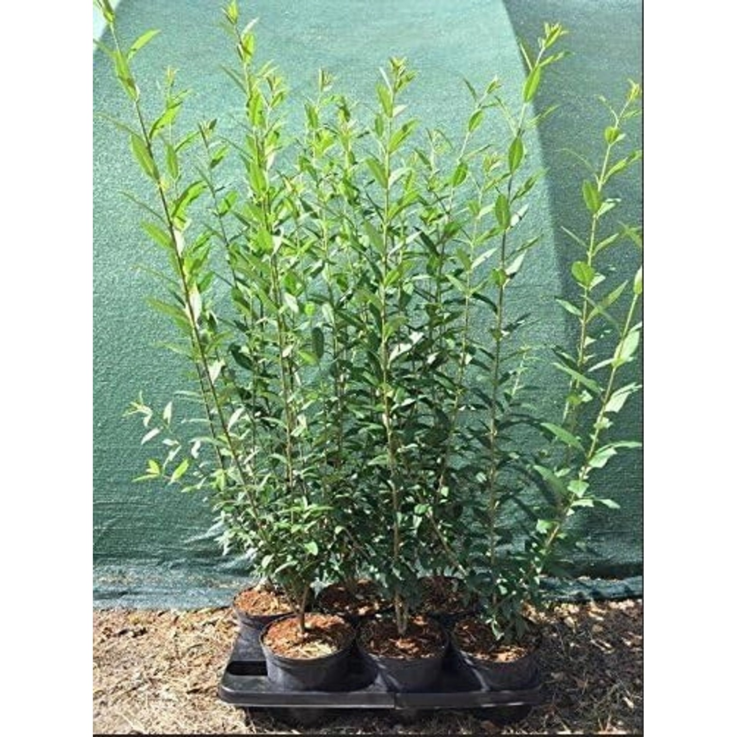 Ligustrum vulgare 'Atrovirens' 60-100 cm günstig online kaufen