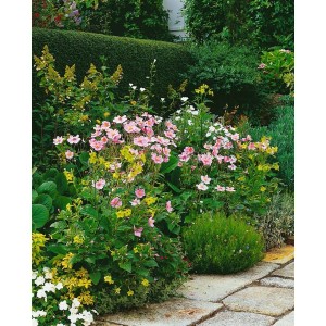 Rosa blühende Herbstanemone 'Königin Charlotte' im Gartenbeet, Stauden.