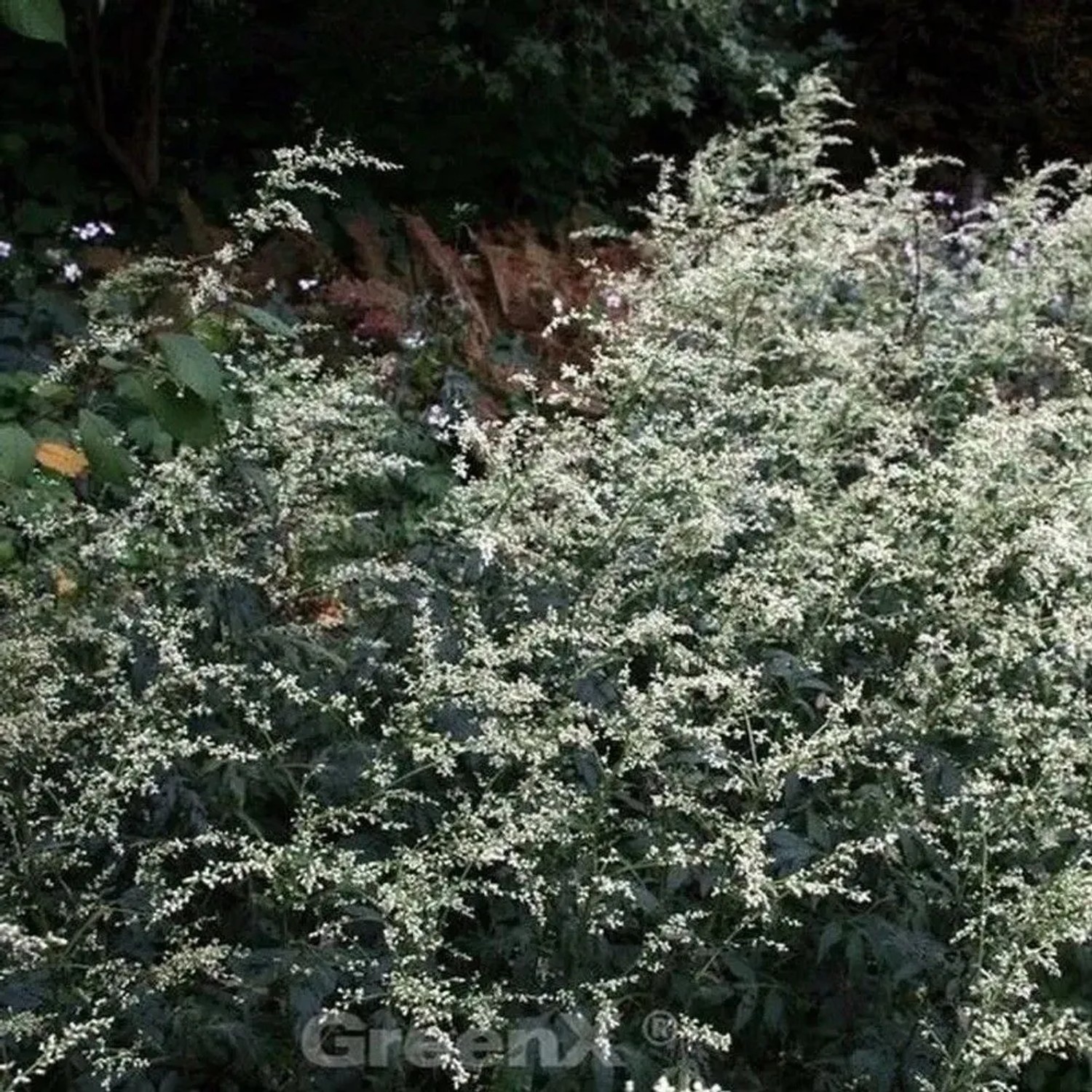 Chinabeifuss - Artemisia,actiflora