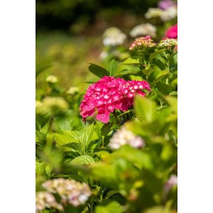 Leuchtend rosa Bauernhortensie 'Freudenstein' (Hydrangea macrophylla) im Garten.