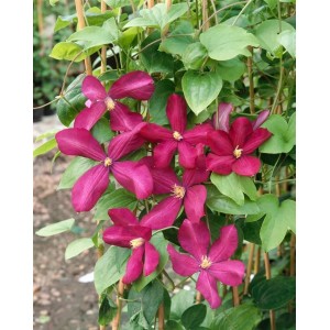 Rosa Clematis Viticella 'Margot Koster' Waldrebe mit grünen Blättern.