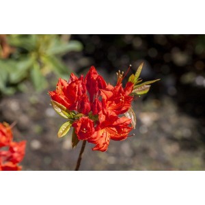 Leuchtend gelber Rhododendron Luteum Royal Command, ca. 40-50 cm hoch, blühende Staude.