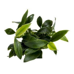 Stoffels Aquariumpflanze Anubias barteri var. nana Pangolino mit kleinen, grünen Blättern.