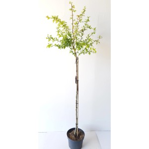 Rotdorn-Stämmchen 'Pauls Scarlet' im Topf, ca. 180-190 cm hoch. Hausbaum mit grünen Blättern.