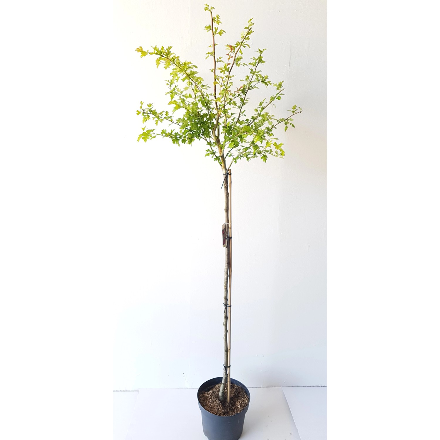 Pflanzen-Boering Crataegus Pauls Scarlet Rotdorn-Stämmchen Gesamthöhe 180-1 günstig online kaufen