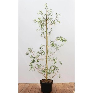 Junge Trauerweide (Salix Alba Tristis) im Topf, ca. 125-150 cm hoch.