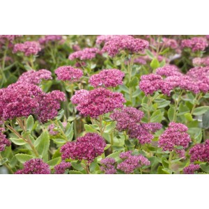 Nahaufnahme der rosa blühenden Fetthenne 'Herbstfreude' (Sedum Telephium) im 2L Container.