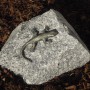 Deko-Eidechse aus Bronze auf grauem Granitstein, Gartendekoration.
