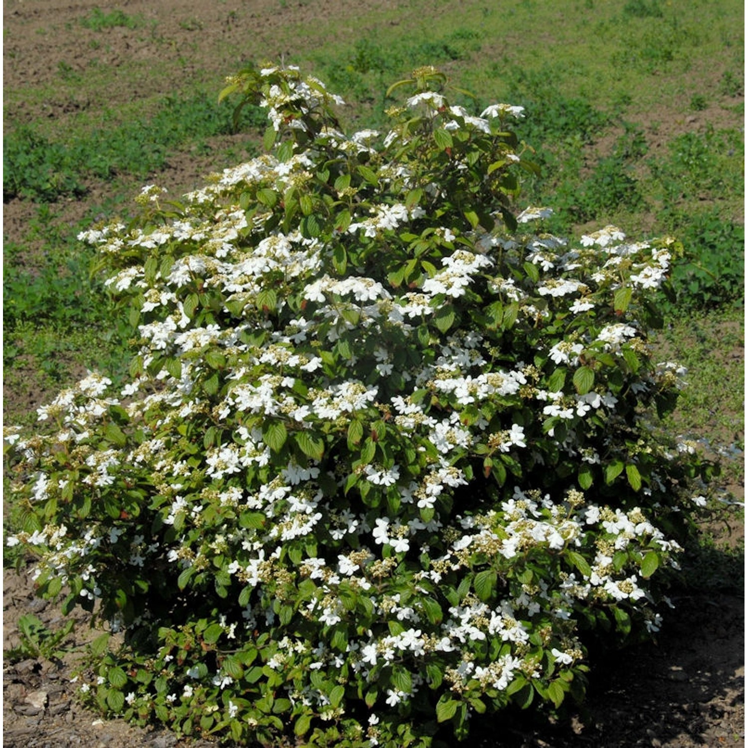 Gefüllter Schneeball Watanabe 80-100cm - Viburnum plicatum günstig online kaufen