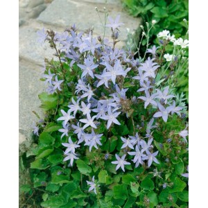 Blühende Polsterglockenblume 'Lisduggan Variet.' mit violett-blauen Blüten, ideal als Bodendecker.