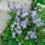 Blühende Polsterglockenblume 'Lisduggan Variet.' mit violett-blauen Blüten, ideal als Bodendecker.