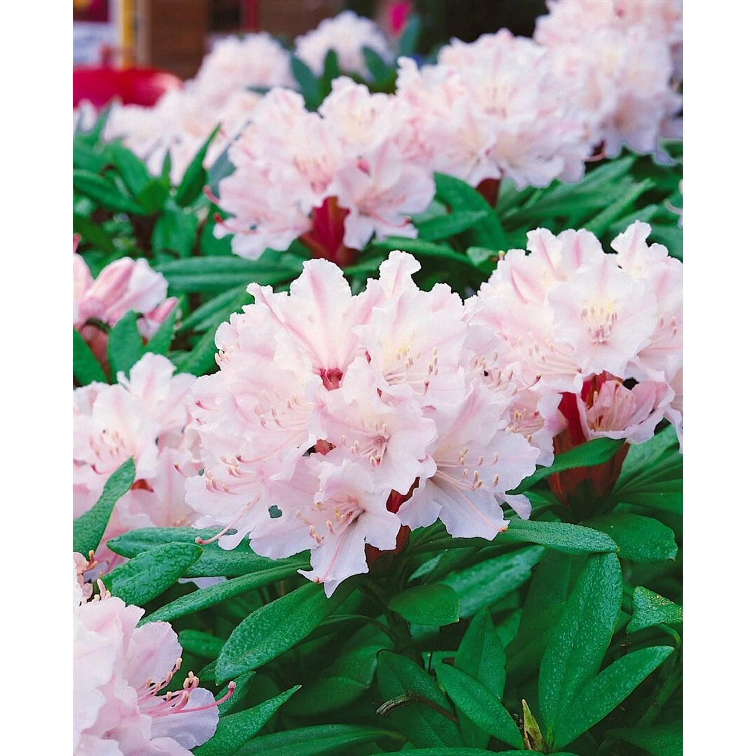 Rhododendron Williamsianum Jackwill Rosa Blüten 40–50 cm günstig online kaufen
