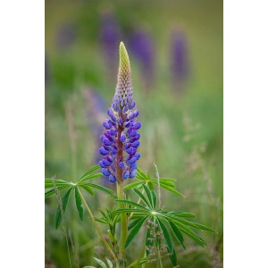 Blühende, blaue Lupine (Lupinus polyphyllus) im Topf, Nahaufnahme.