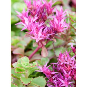Nahaufnahme der Kaukasus-Fetthenne 'Fuldaglut' von GROW by OBI mit roten Blüten und grünen Blättern.