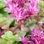 Nahaufnahme der Kaukasus-Fetthenne 'Fuldaglut' von GROW by OBI mit roten Blüten und grünen Blättern.