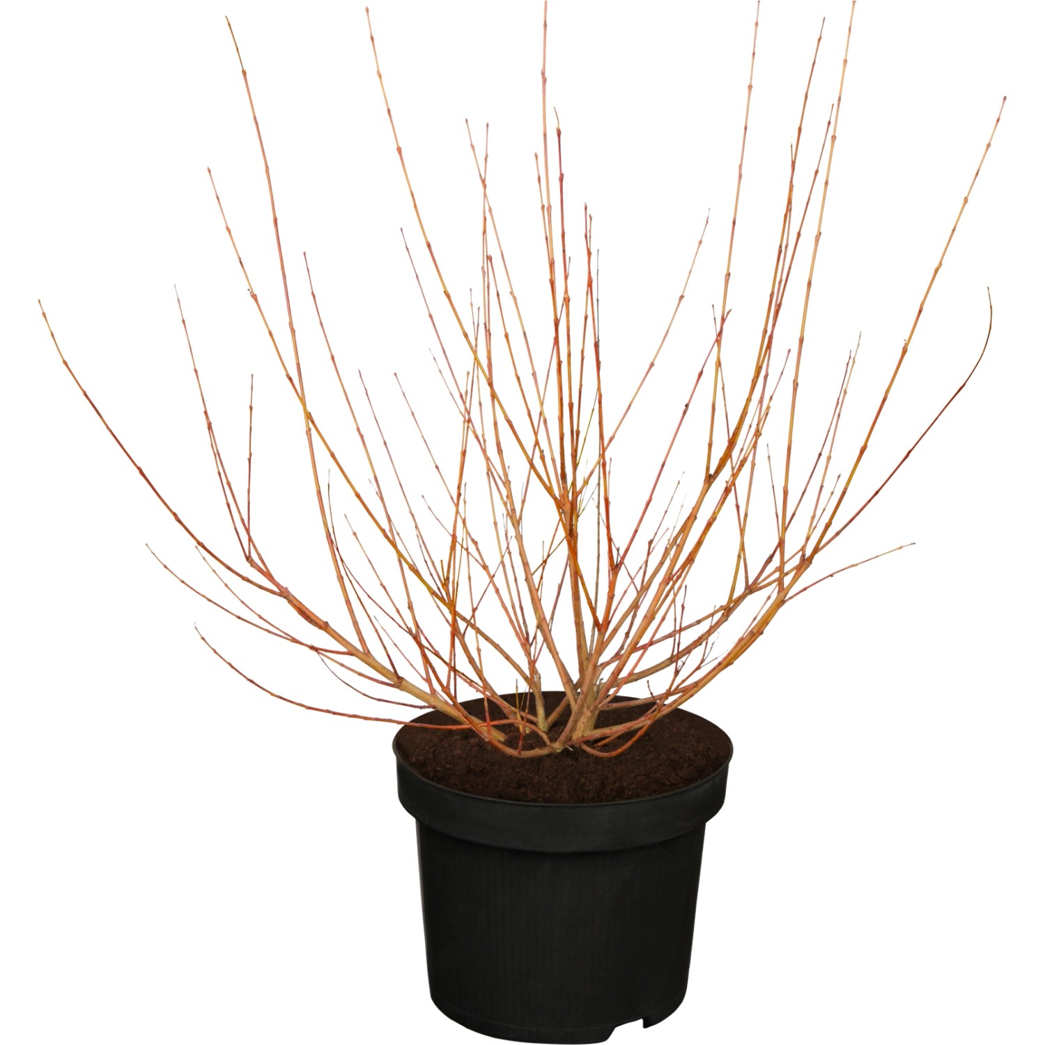 OBI Harlekinweide Hakuro Nishiki Gelb Höhe ca. 30 - 40 cm Topf ca. 5 l Salix