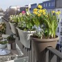 Zwei Relaxdays Bewässerungskugeln aus Glas in Blumentöpfen auf einem sonnigen Balkon. Ideal für die Pflanzenbewässerung.