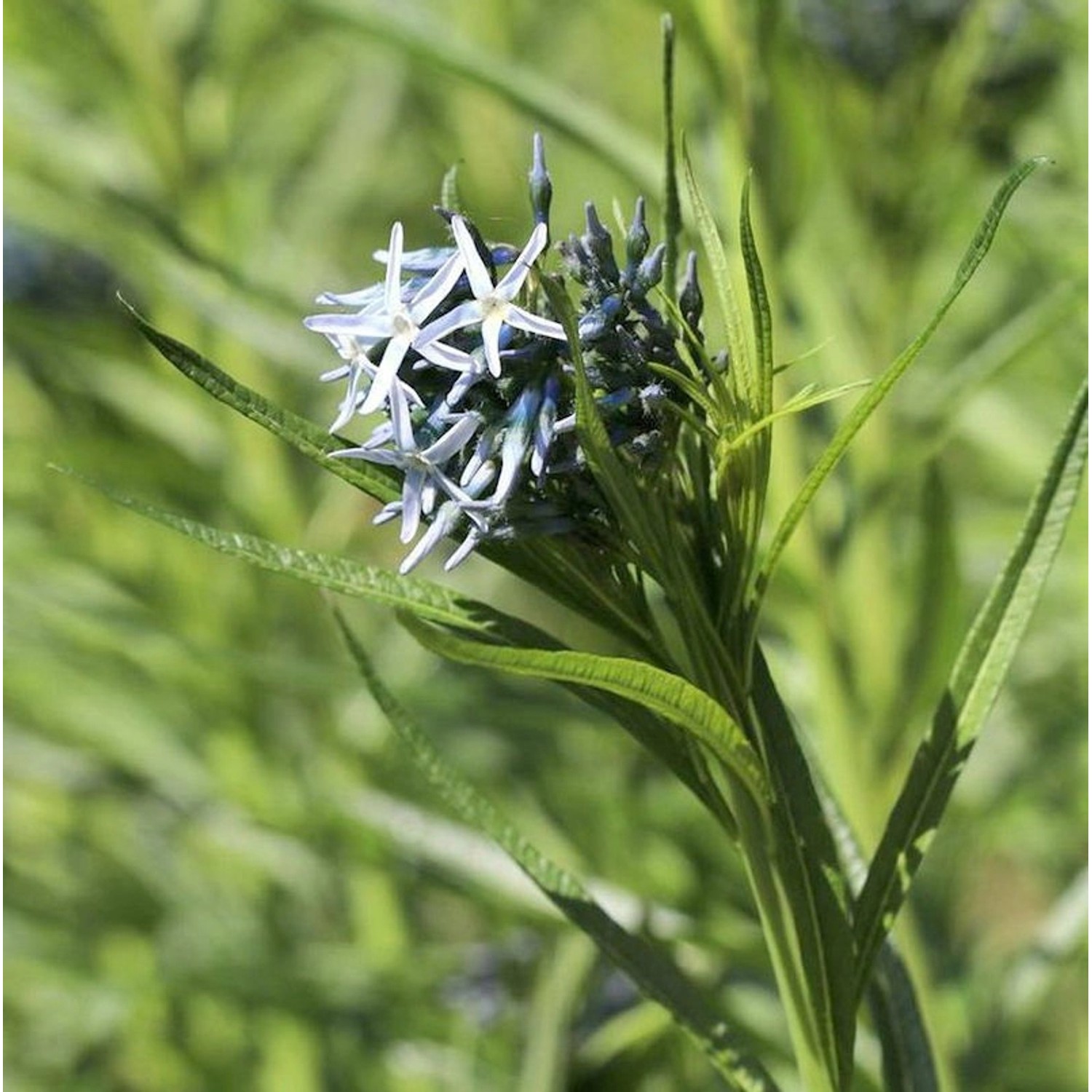 Röhrenstern - Amsonia hubrichtii günstig online kaufen