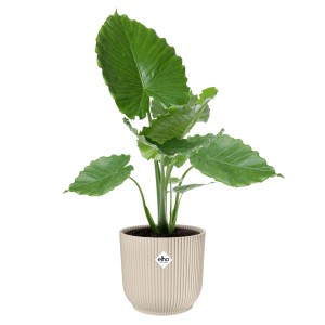 Elho Blumentopf Vibes Fold, rund, Ø 30 cm, Leinenweiß, mit Pflanze.