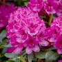 Leuchtend roter Rhododendron Nova Zembla Inkarho mit grünen Blättern.