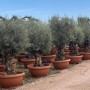 Reihe alter Olivenbaum Bonsai in braunen Dekotöpfen auf Kiesweg. Knorrige Stämme, dichte grüne Kronen. Hausbaum Olea Europaea.