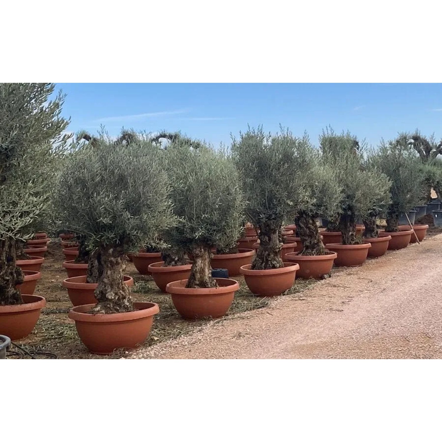 Reihe alter Olivenbaum Bonsai in braunen Dekotöpfen auf Kiesweg. Knorrige Stämme, dichte grüne Kronen. Hausbaum Olea Europaea.