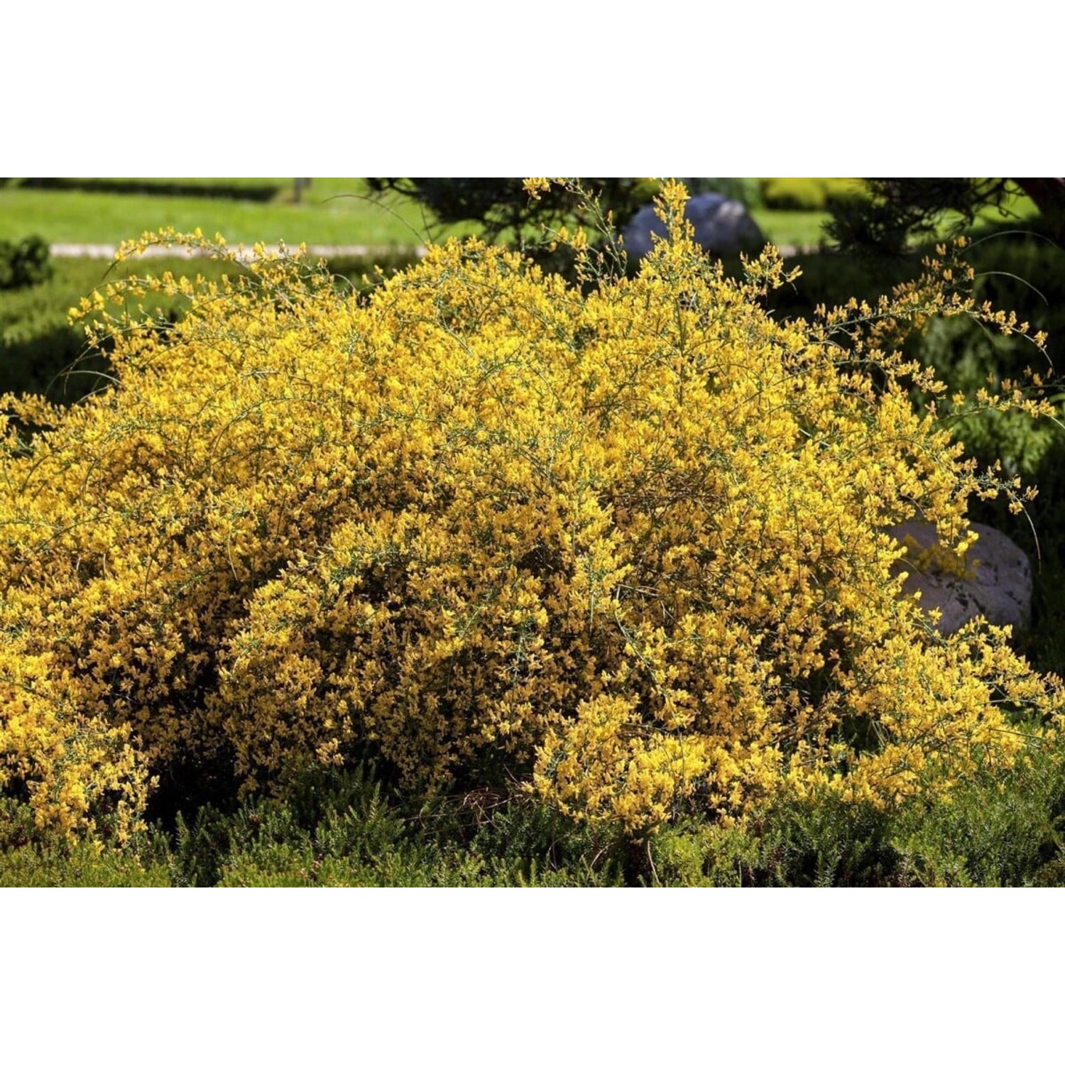 Genista Lydia Färberginster 30-40 cm günstig online kaufen