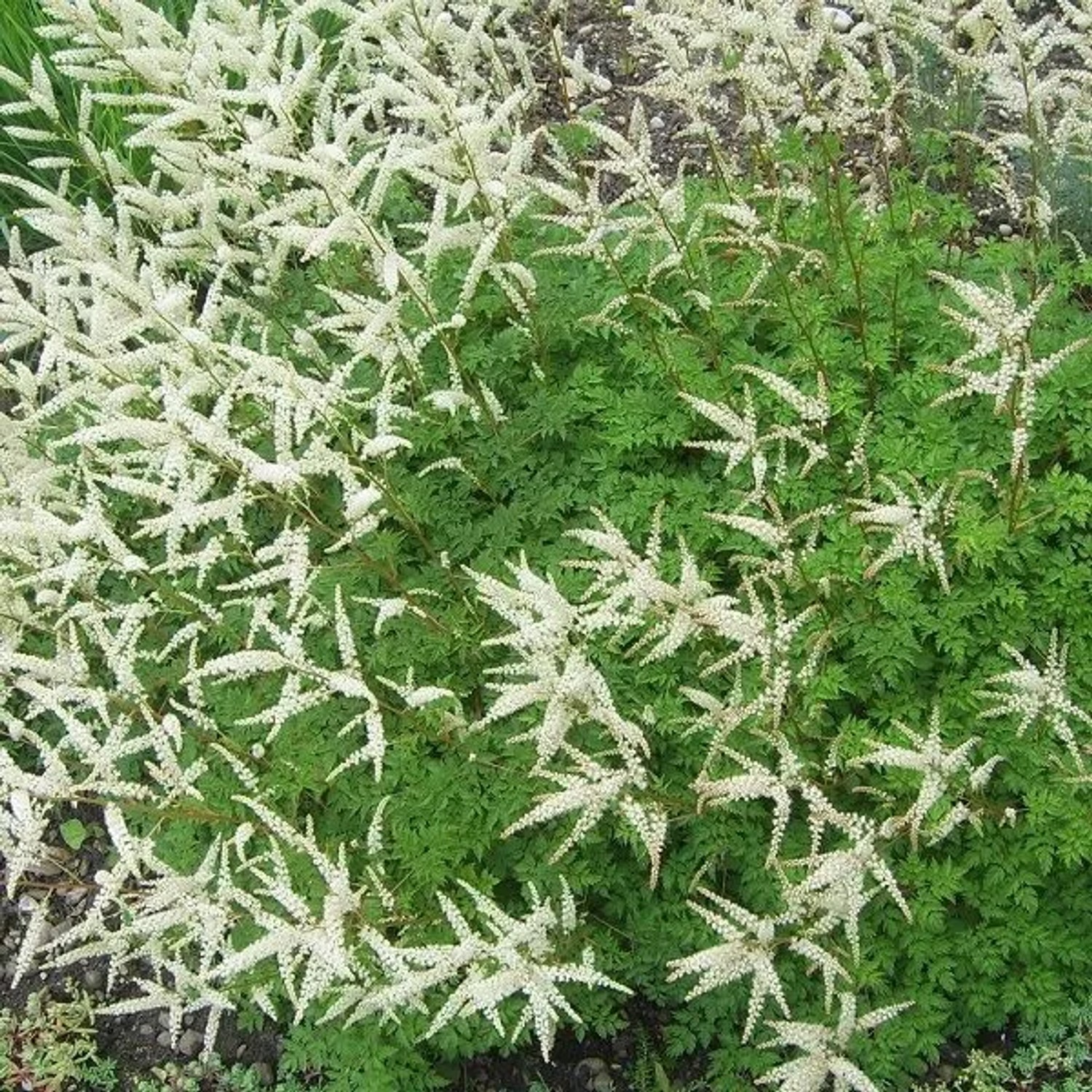 6 x Zwerg-Geißbart Aruncus aethusifolius Topf 9cm Schattenpflanze