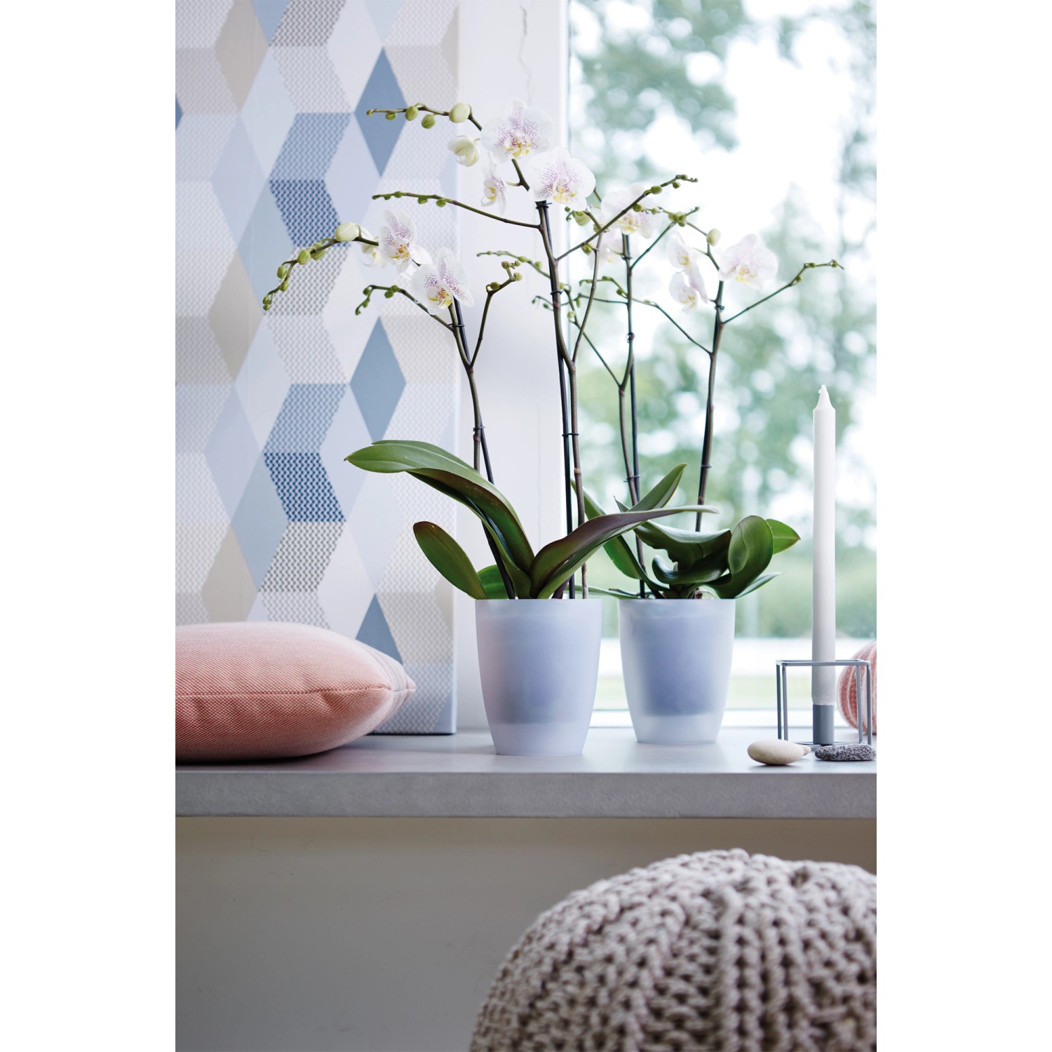 Elho Brussels Orchidee Blumentopf, transparent, mit Orchideen bepflanzt.