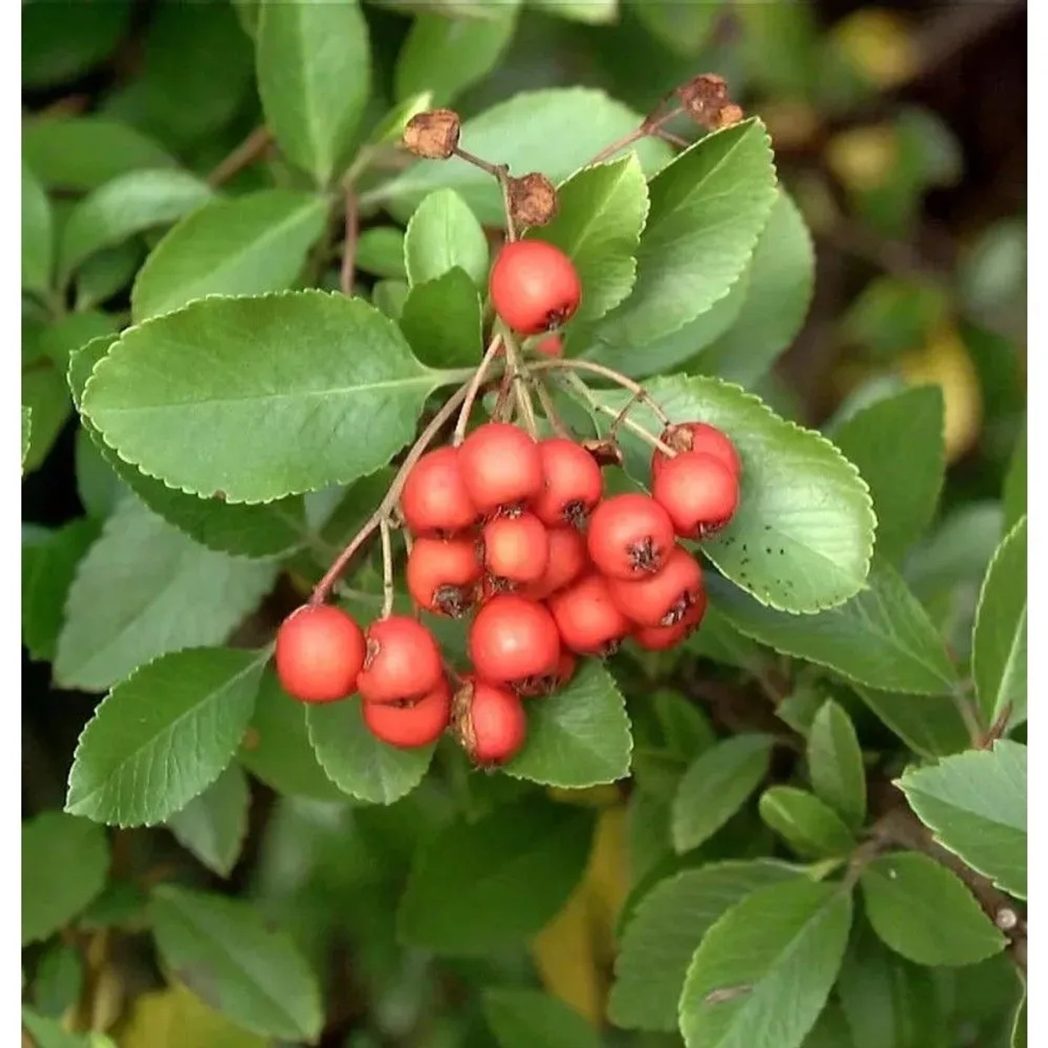 Feuerdorn Bad Zwischenahn 125-150cm - Pyracantha