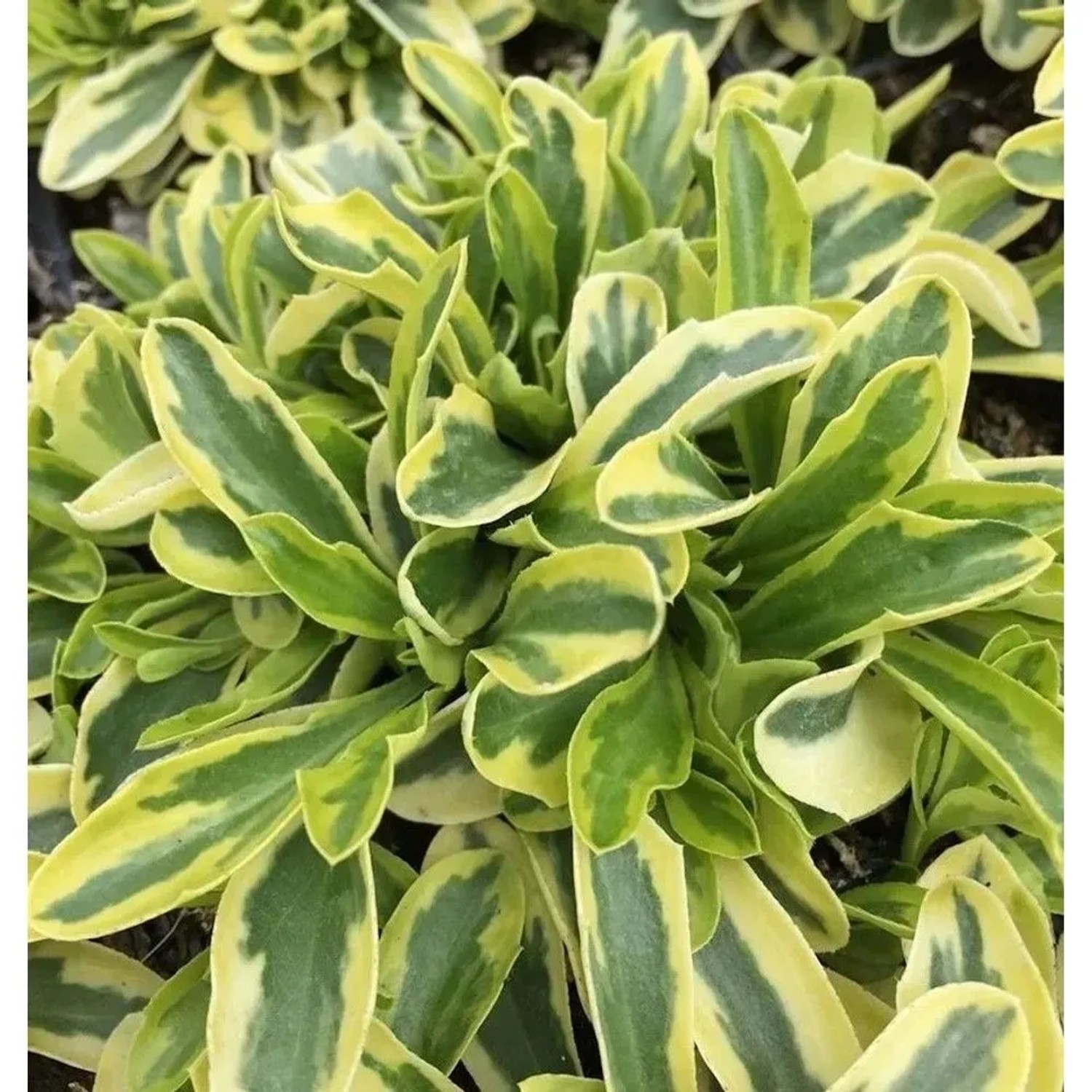 Gelbbunte Gänsekresse - Arabis ferdinandi