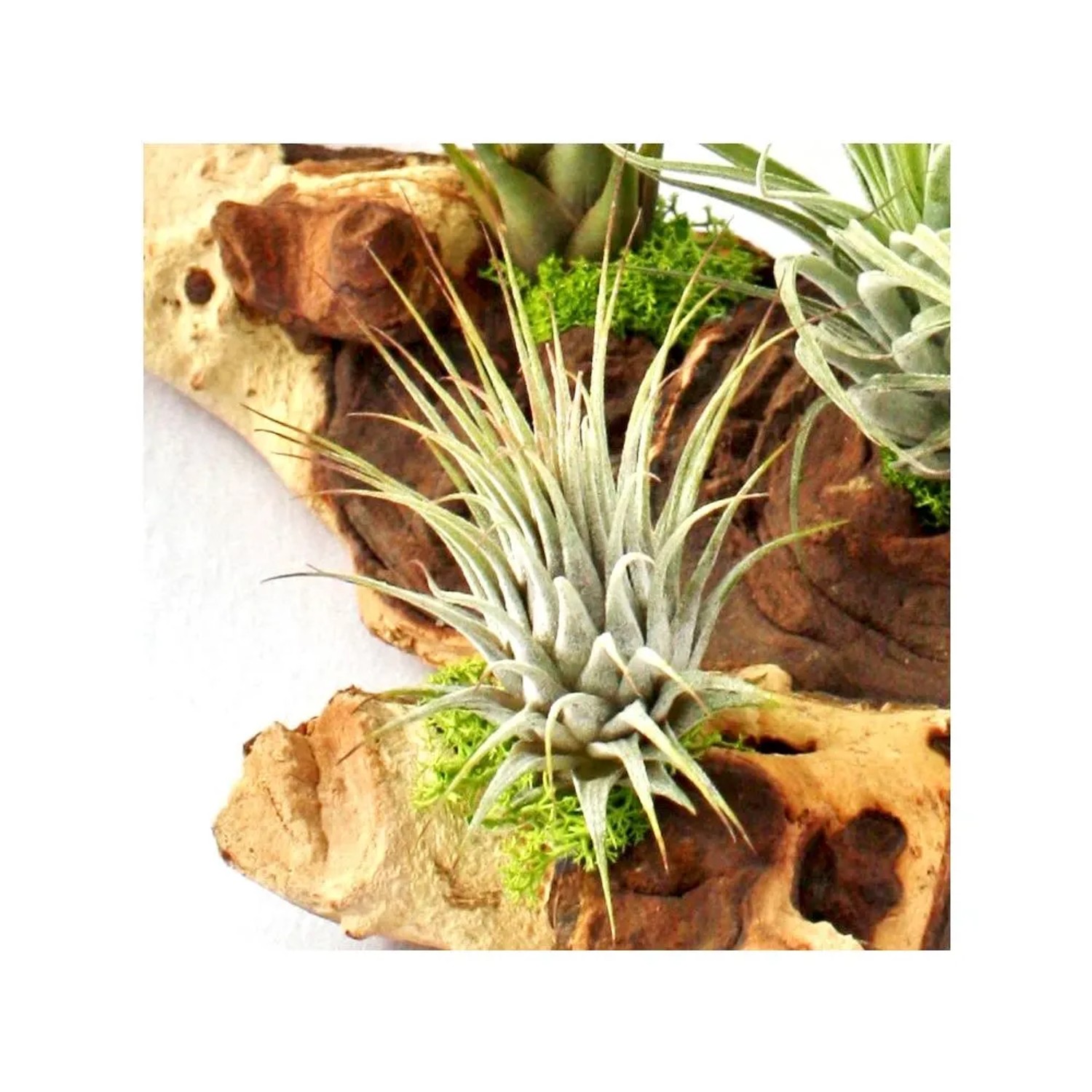 Exotenherz Tillandsien Arrangement mit 5 Pflanzen auf Mopaniwurzel (XXL).