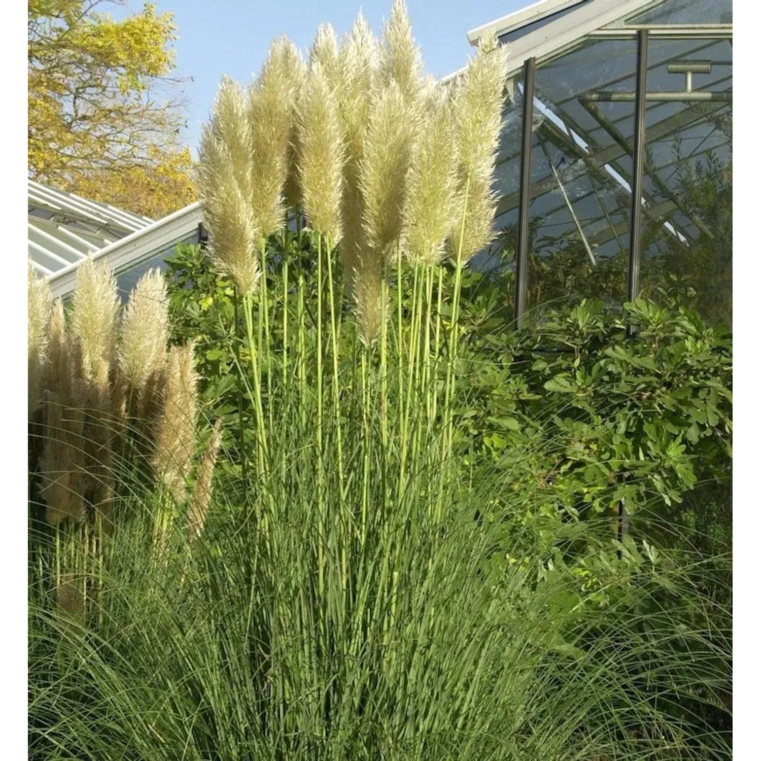 Pampasgras Esperanta - XXXL Topf - Cortaderia selloana