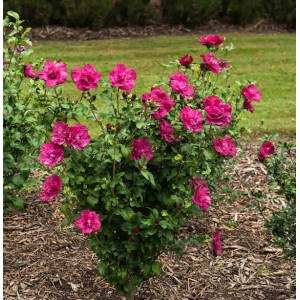Garteneibisch 'Magenta Chiffon' mit üppigen, magenta-farbenen Blüten im Garten.
