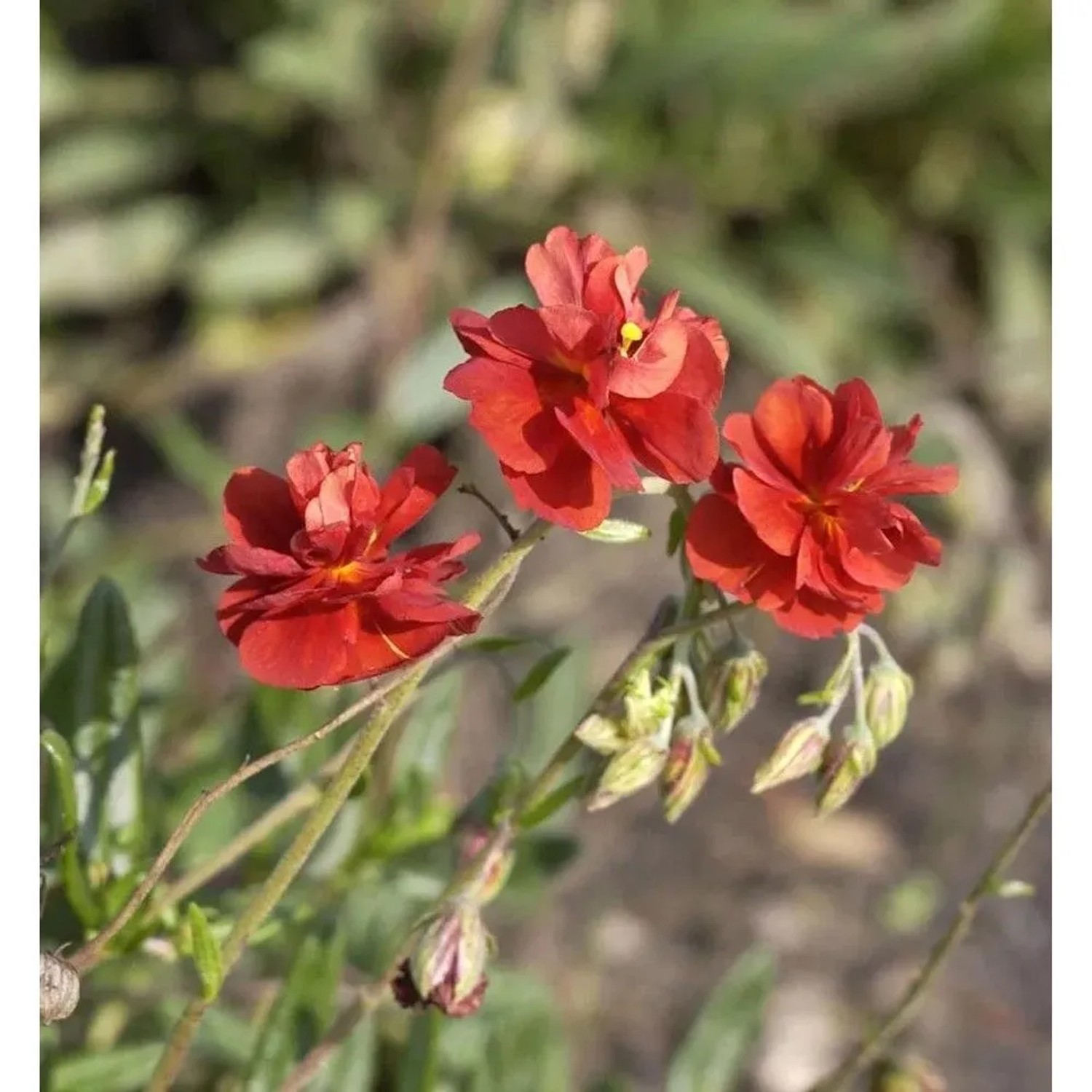 Sonnenröschen Rubin - Helianthemum