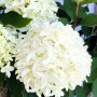 Baumfink Rispenhortensie Skyfall als Topfpflanze 60-80cm_5