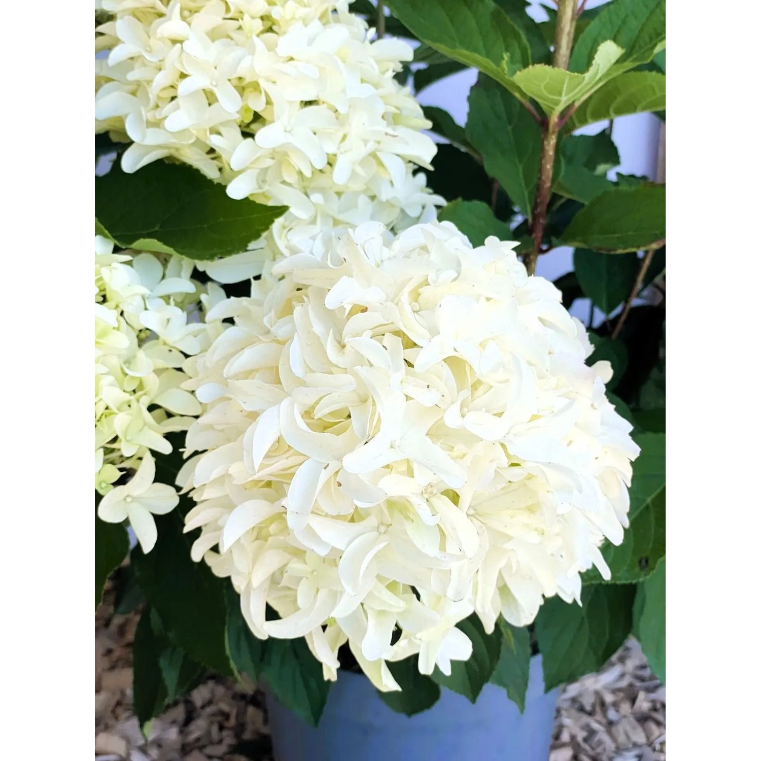 Baumfink Rispenhortensie Skyfall als Topfpflanze 60-80cm_5
