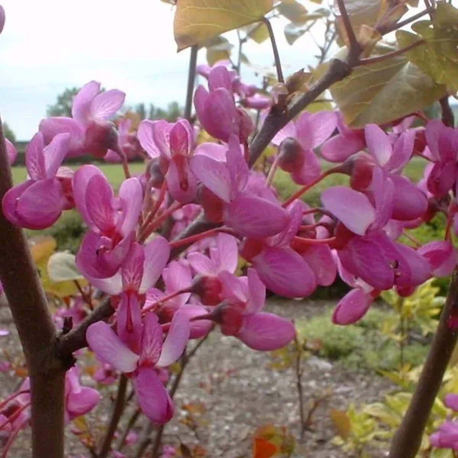 Judasbaum Cercis siliquastrum 40 bis 50 cm im Container Rosa Blüten