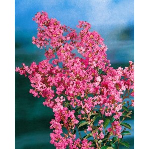 Rosa blühende Lagerstroemia Indica (Fliederbeere), ca. 30-35 cm hoch.