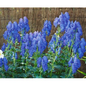 Blühender, blauer Eisenhut 'Blue Lagoon' im Topf. Staude für Beet und naturnahe Gärten.