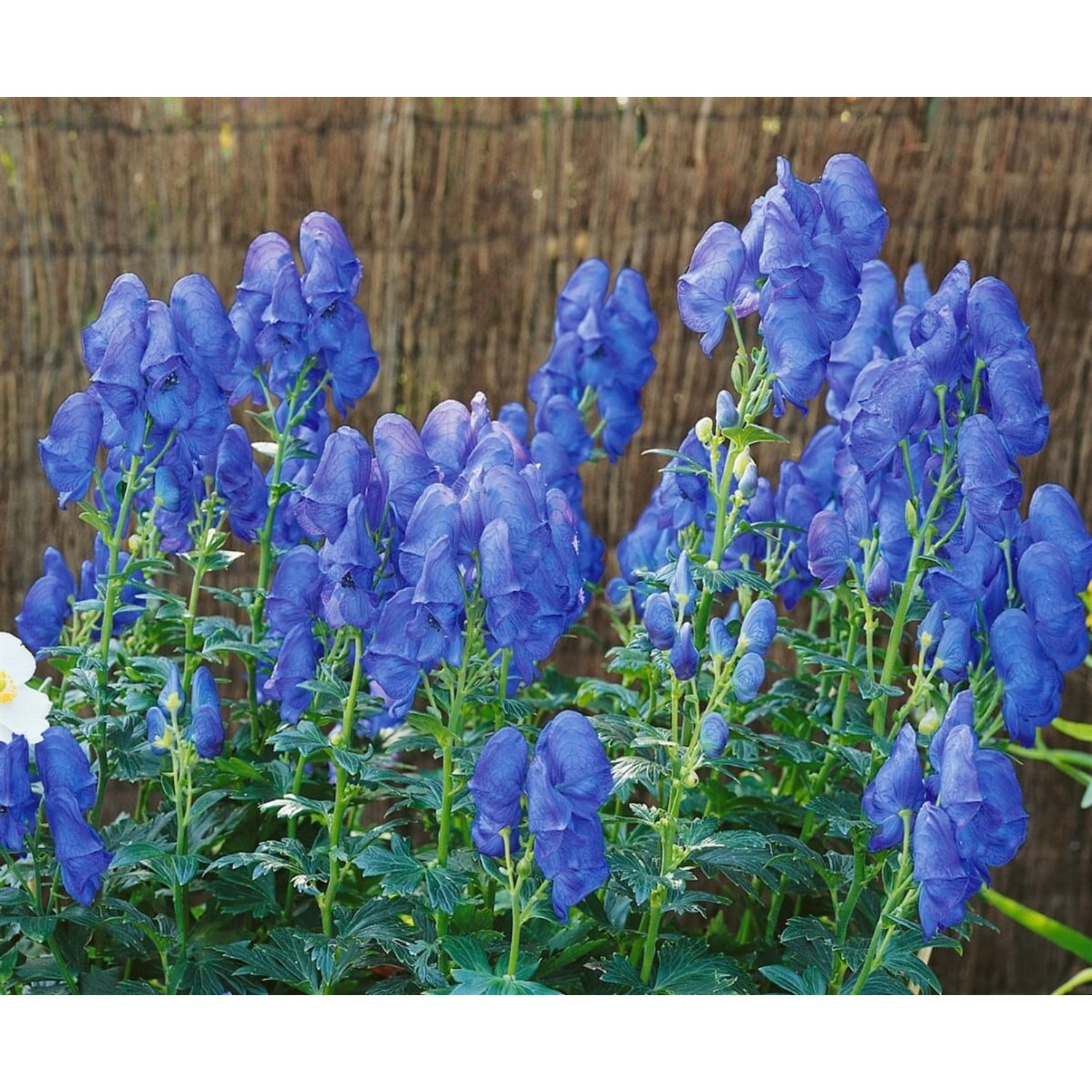 Aconitum X Cammarum Blue Lagoon Eisenhut Ca. 11x11 cm Topf günstig online kaufen