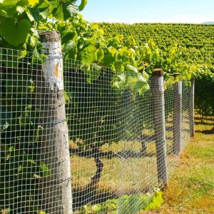 Verzinkter Volierendraht als Zaun in einem Weinberg, Maschenweite 12,7 mm.