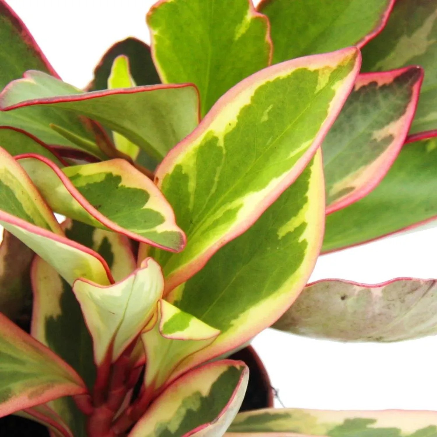 Exotenherz Peperomia Sarcophylla - Zwergpfeffer Im 15cm Topf Ca. 20-25cm Hoch